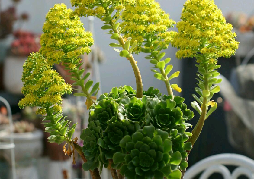 多肉抽花剑处理方法