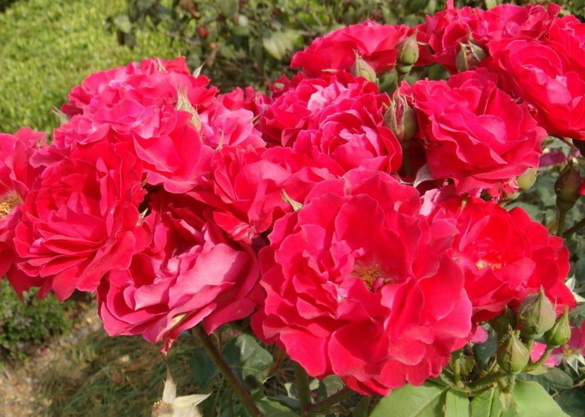 月季花用什么土种植