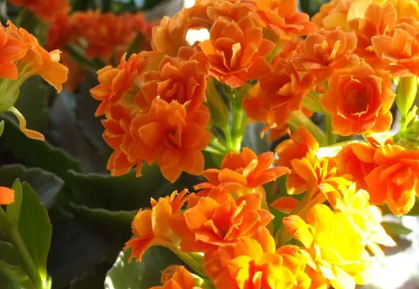 长寿花用多大的盆养合适