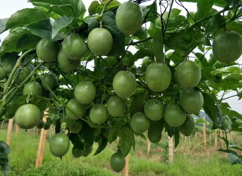 百香果树怎么过冬