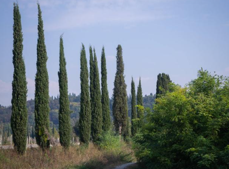 坟地种柏树的注意事项