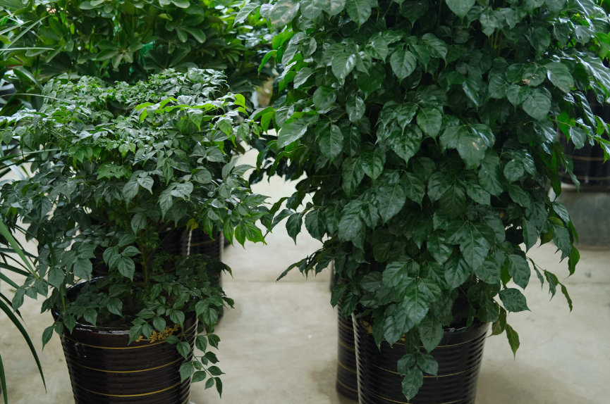 绿宝树的养殖方法和注意事项