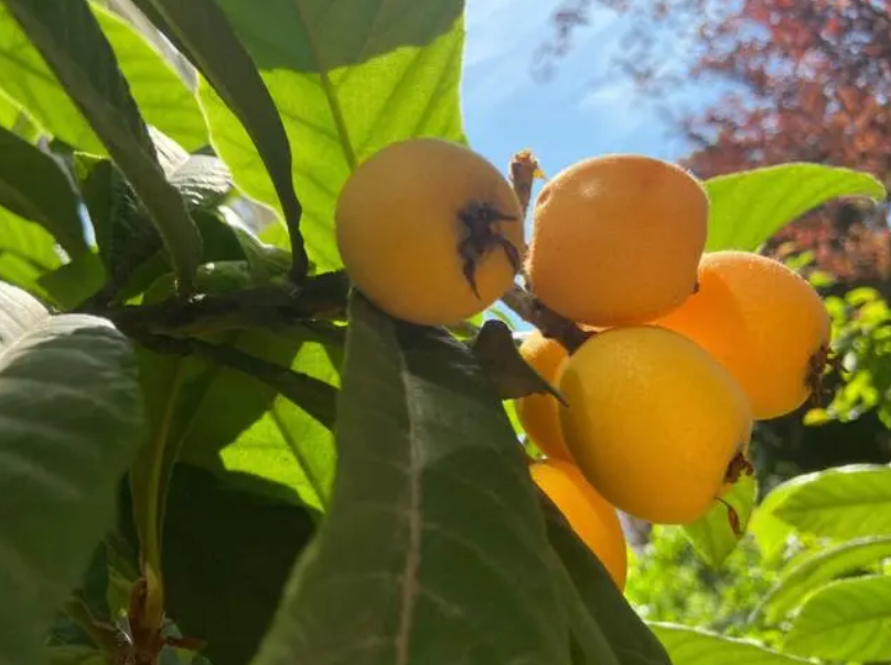 枇杷树在东北能活吗