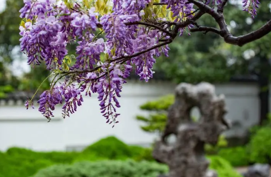 紫藤花要种多久才能开花
