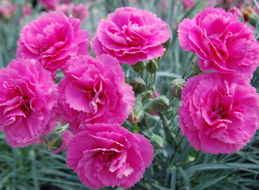 冬季里最耐寒的15种花卉