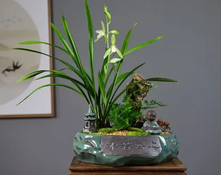 盆栽兰花养殖方法