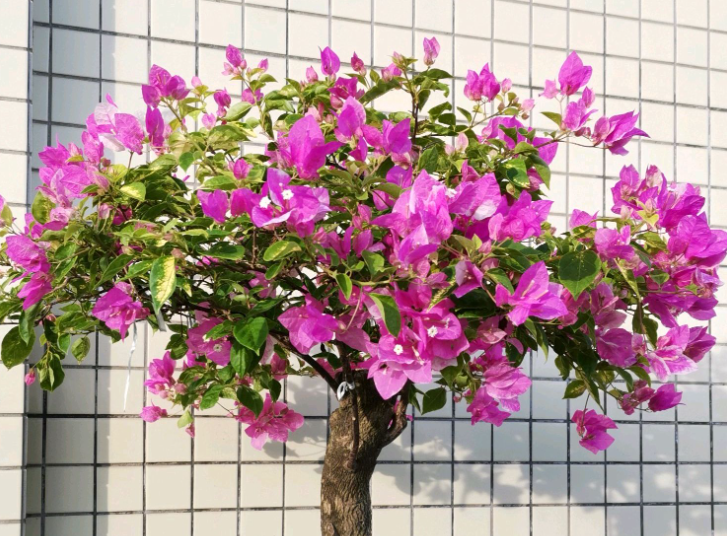 三角梅树枝可以插活吗