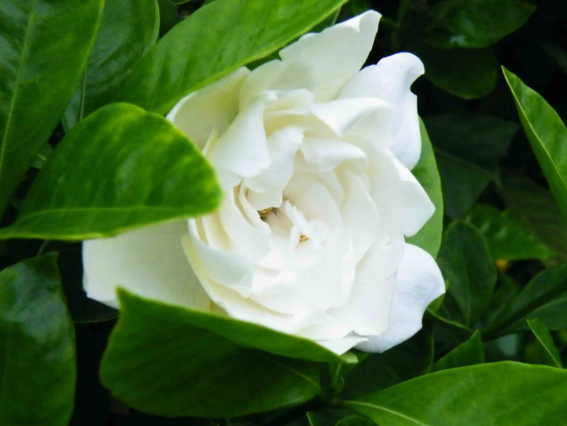 栀子花配哪种花瓶好看