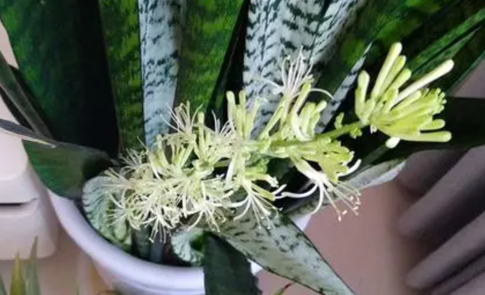 黄金虎皮兰开花吗