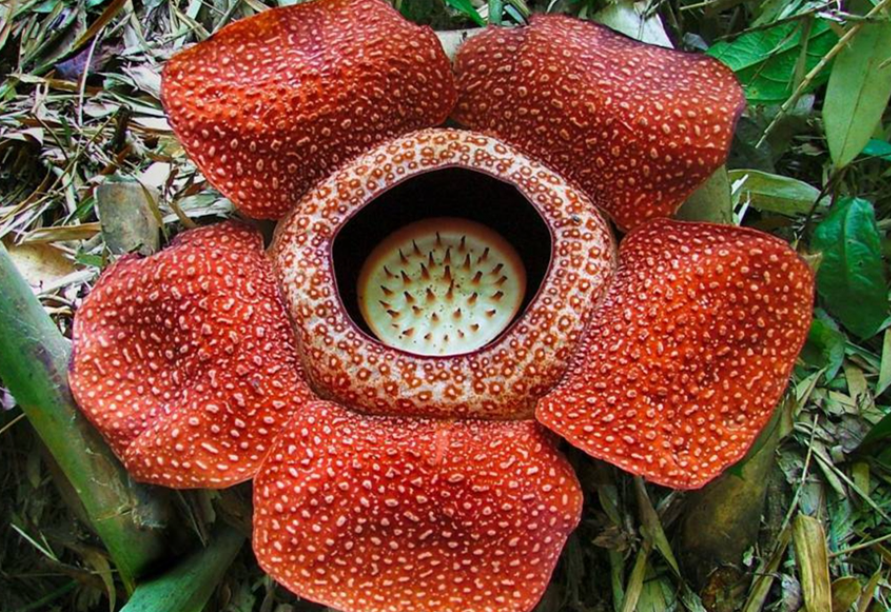 食人花是什么植物