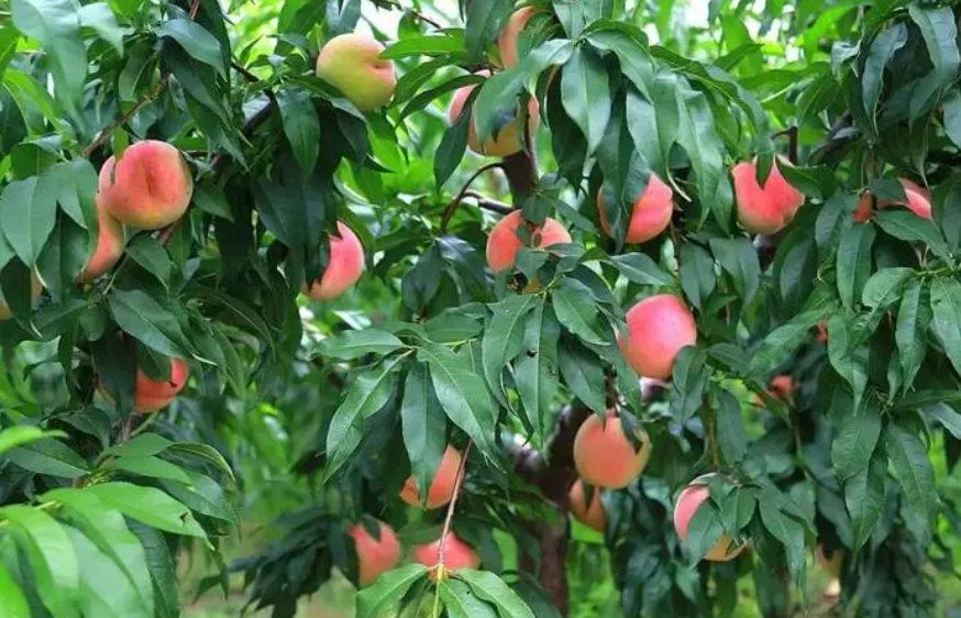 种桃树可以施底肥吗