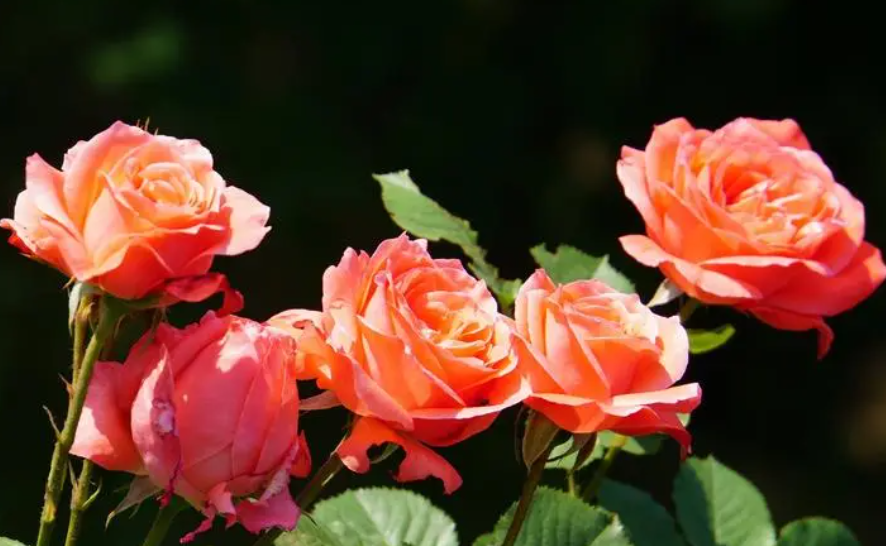 月季花生活在哪里