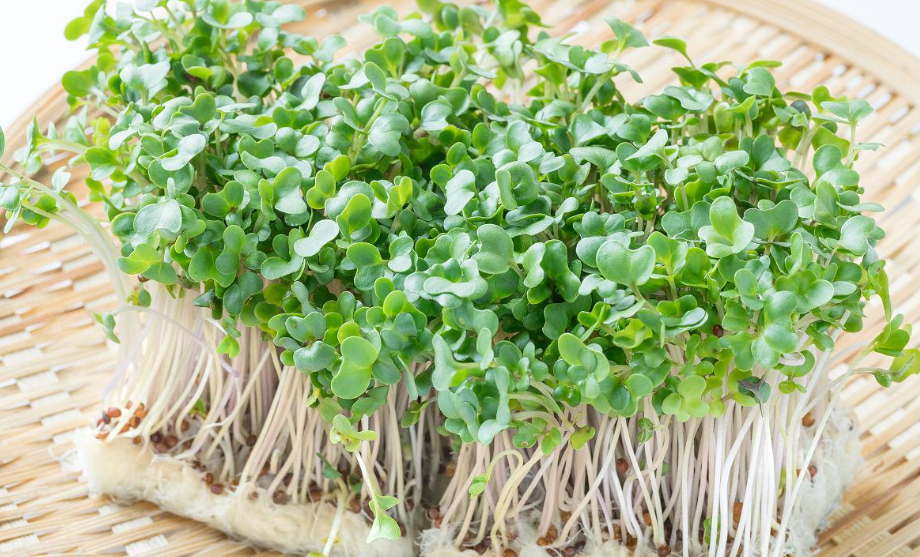 西兰花芽苗菜的种植方法