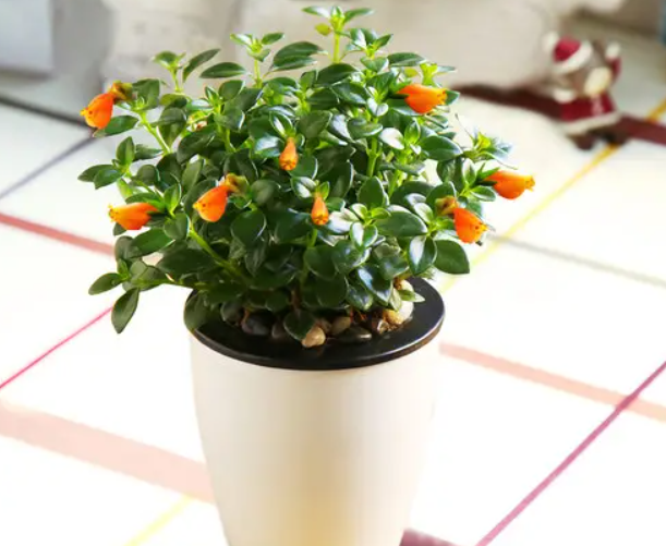 金鱼花水培好还是土培好