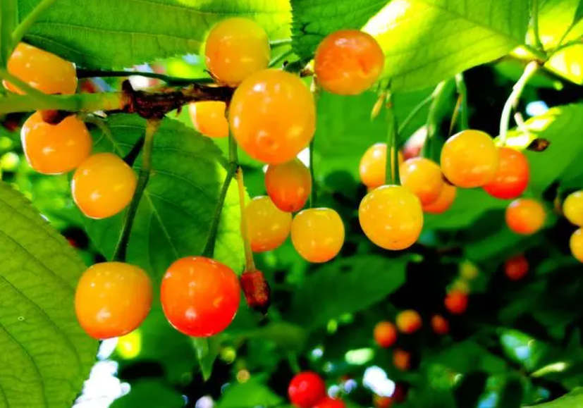 家里能栽樱桃树吗