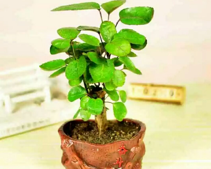 钱兜树的养殖方法