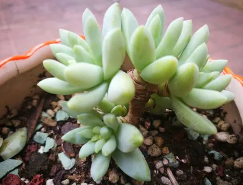 树冰多肉徒长怎么办