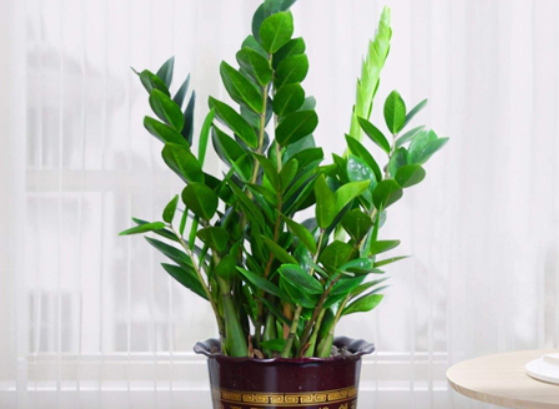 入户门正对放金钱树好吗