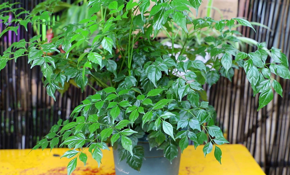 幸福树养殖方法与技巧