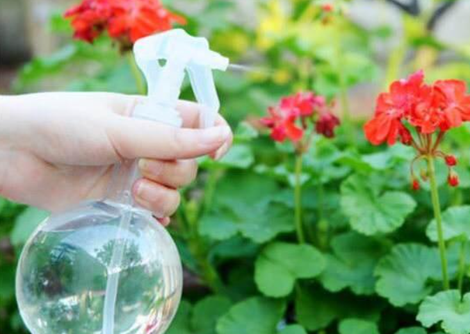 给花的浇纯奶行不行