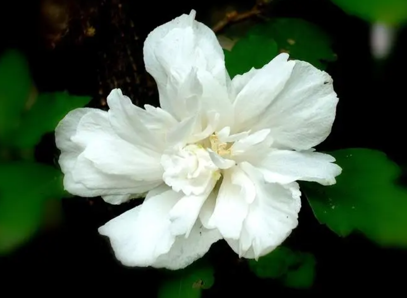 家庭木槿花养殖方法