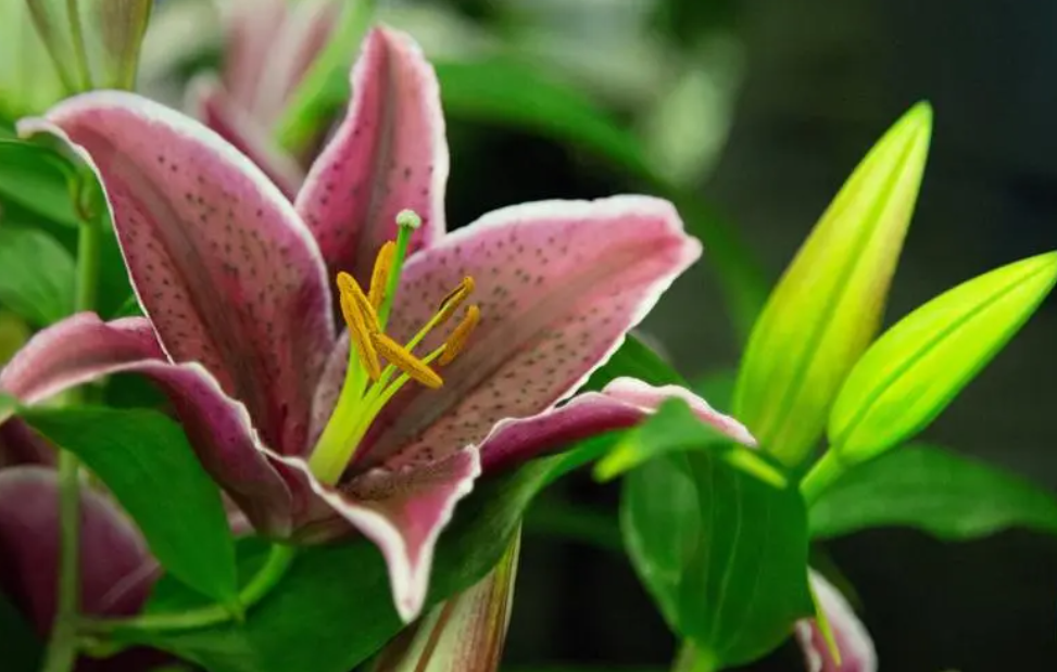 百合花属于完全花吗