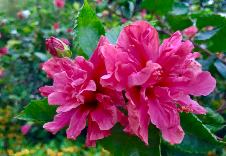 桑叶牡丹冬季开花吗