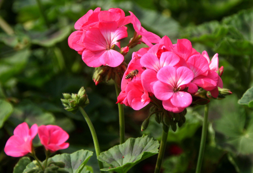 好养花期长耐寒耐热的花卉有哪些