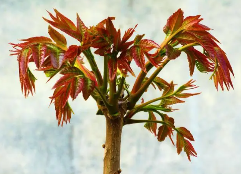 香椿树栽在什么位置好