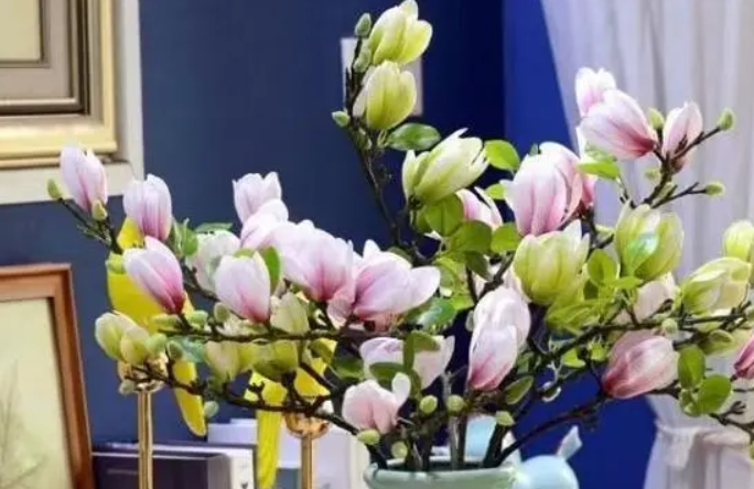 玉兰树盆栽能开花吗