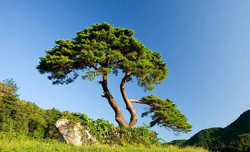 松树一般种在什么地方