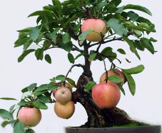 盆景果树怎样剪枝