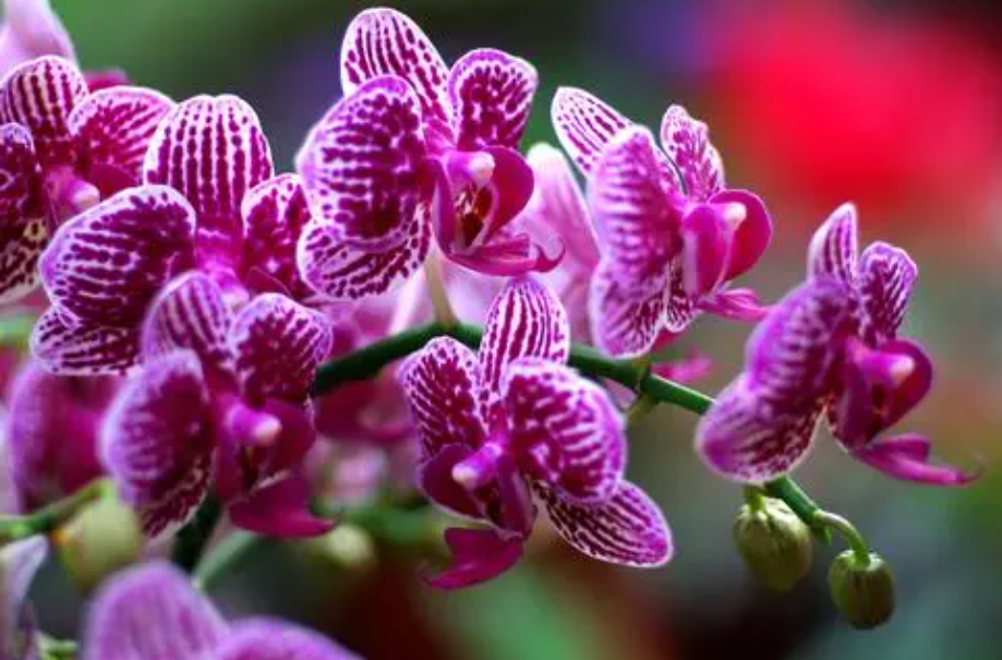 蝴蝶兰花梗扦插的步骤