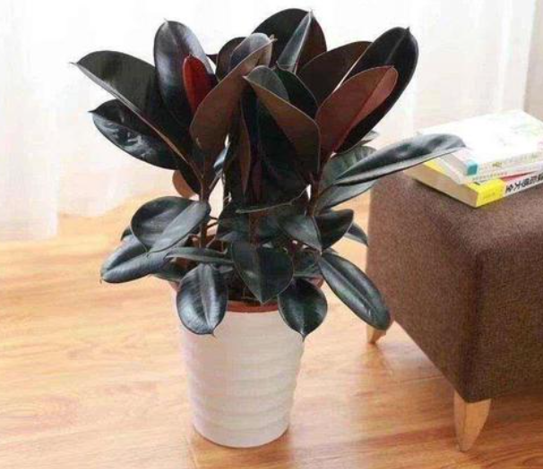 橡皮树什么时间打头