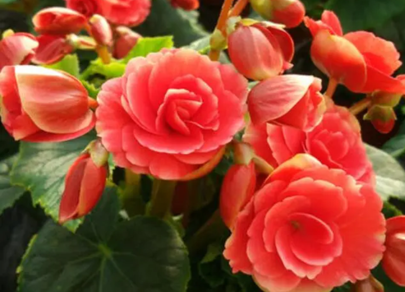 四季海棠开过花怎么剪枝