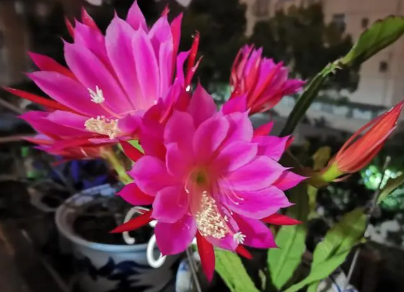 令箭荷花喜欢晒太阳吗