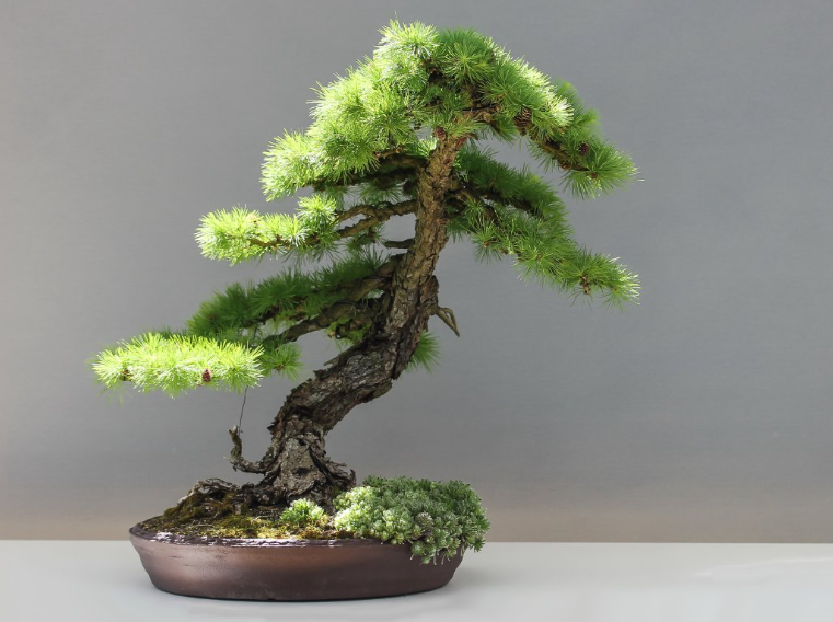 松树盆景干枯怎么办