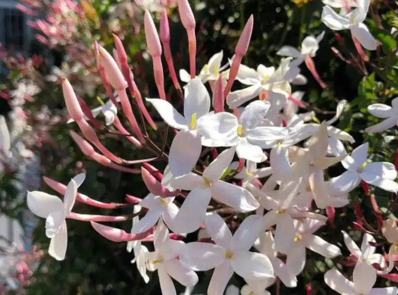 多花素馨夏天怎么浇水
