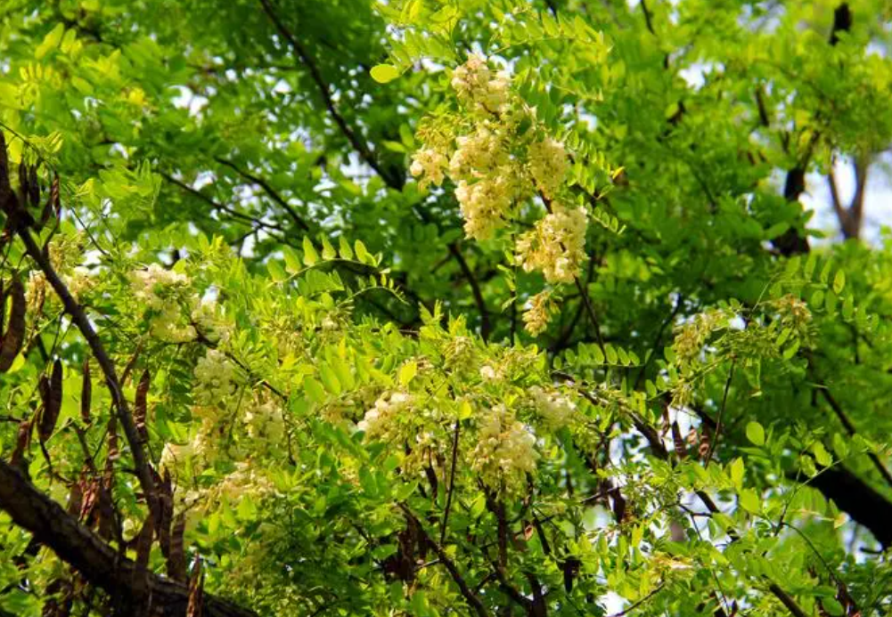 槐树移栽在什么季节好