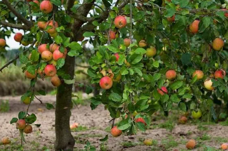 苹果从树上落下来是什么现象