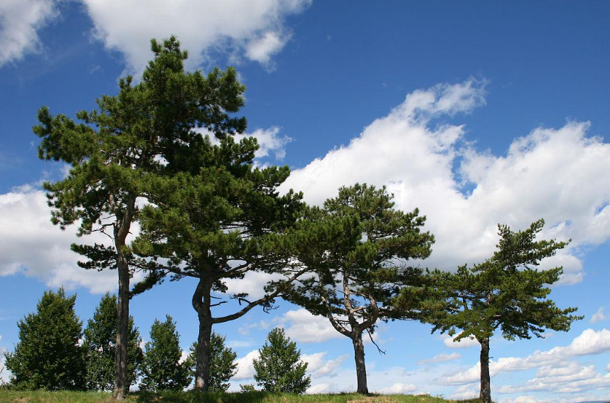 普通松树可以做盆景么