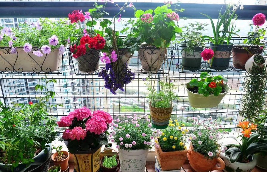 家庭养花如何自制肥料