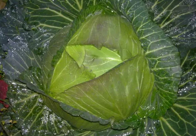 牛心菜是十字花科蔬菜吗