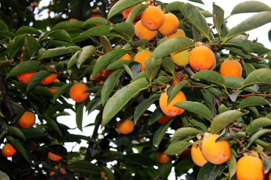 柿子树移栽最佳时间