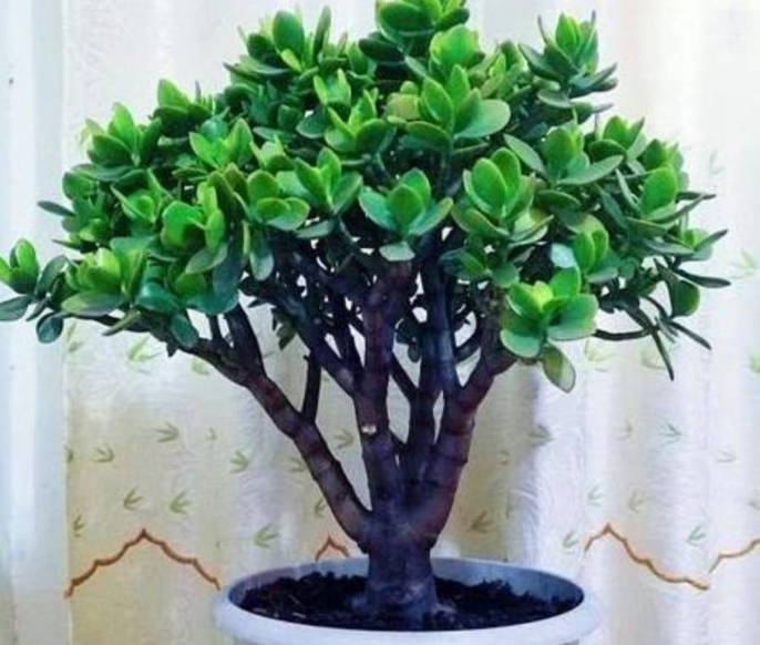 玉树移栽多久算服盆