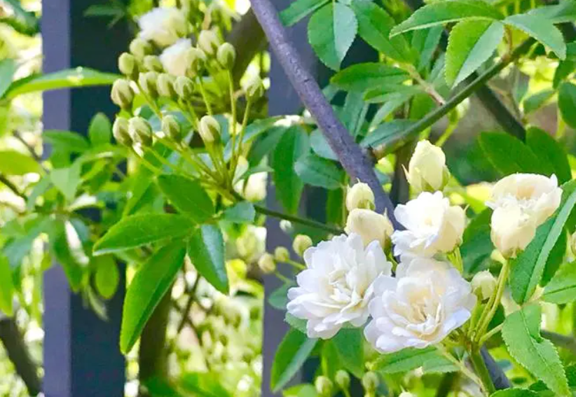 木香花耐晒耐高温吗