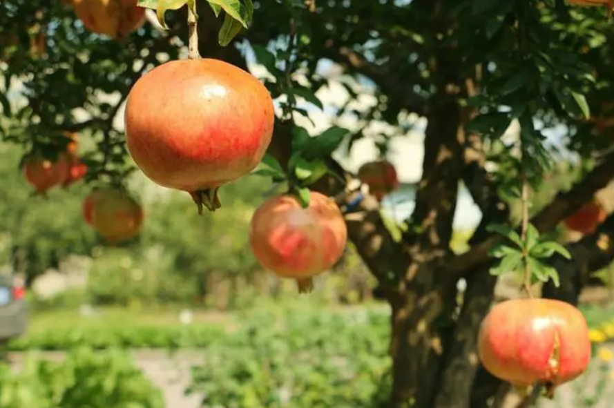 石榴树什么时候发芽