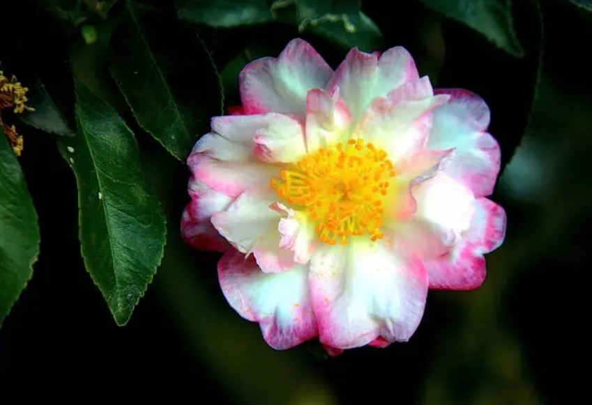 山茶花什么时候扦插最好