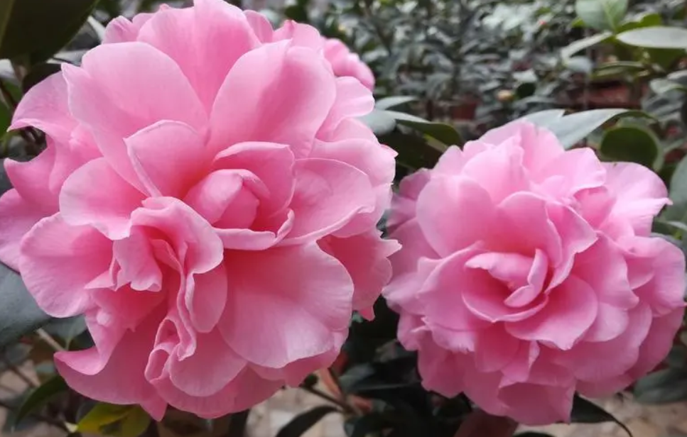 茶花哪个品种最香最好养