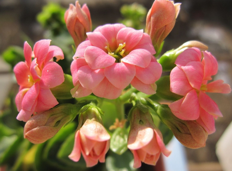 长寿花上盆要浇水吗